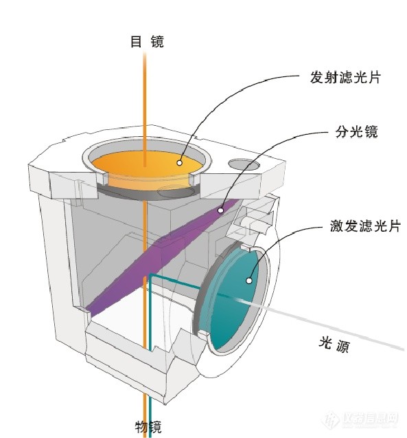 熒光成像結(jié)構(gòu)